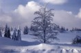 /album/nature-page/winter-landscape-2-jpg/