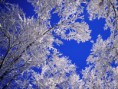 /album/nature-page/frosted-trees-jpg/